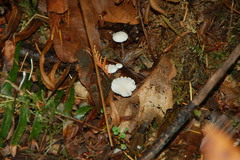Marasmius calhouniae