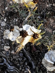 Zinnia acerosa