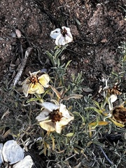 Zinnia acerosa