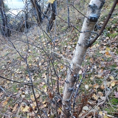 Betula pubescens