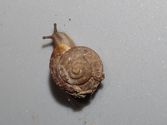 Polygyra cereolus
