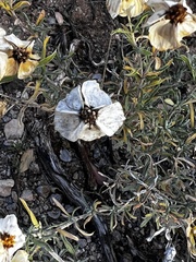 Zinnia acerosa