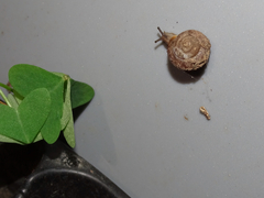 Polygyra cereolus