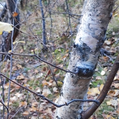 Betula pubescens
