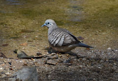 Geopelia placida placida