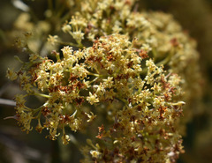 Pomaderris argyrophylla