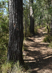 Eucalyptus cloeziana