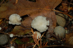 Marasmius calhouniae
