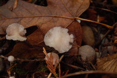 Marasmius calhouniae