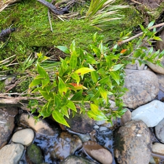 Metrosideros umbellata