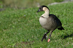 Branta sandvicensis