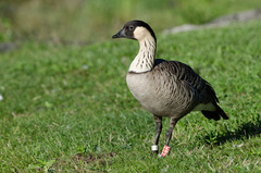 Branta sandvicensis