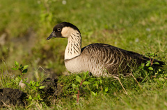 Branta sandvicensis