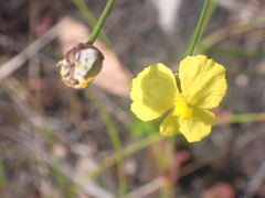 Xyris juncea