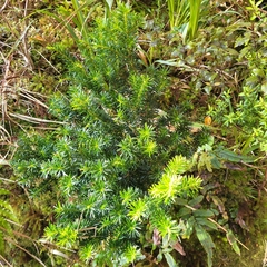 Leptecophylla juniperina