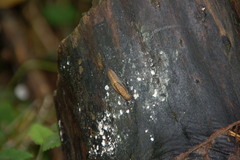 Prophysaon andersonii