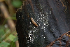 Prophysaon andersonii