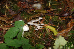 Marasmius calhouniae