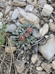 Townsendia jonesii tumulosa