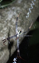 Argiope halmaherensis