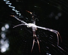 Argiope halmaherensis
