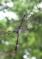 Argiope halmaherensis