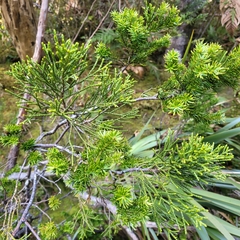 Halocarpus biformis