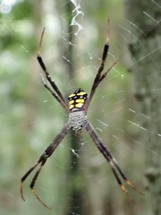 Argiope halmaherensis