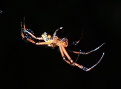 Leucauge grata
