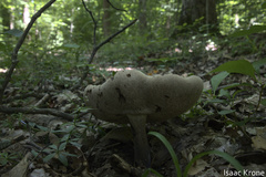 Tylopilus alboater