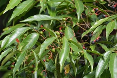 Damburneya salicifolia