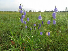 Adenophora stenanthina