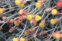 Syncarpha gnaphaloides