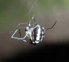 Leucauge argentina