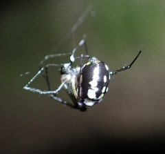Leucauge argentina