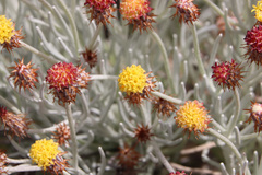 Syncarpha gnaphaloides