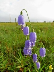 Adenophora stenanthina