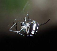Leucauge argentina