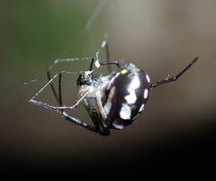 Leucauge argentina