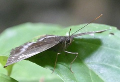 Lexias aeetes