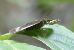 Lexias aeetes