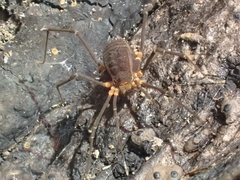 Octobunus singularis