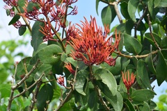 Psittacanthus mayanus