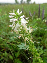 Veronica daurica