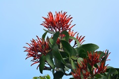 Psittacanthus mayanus