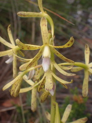 Dipodium hamiltonianum