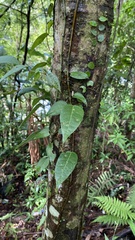 Ficus sarmentosa henryi