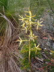 Dipodium hamiltonianum