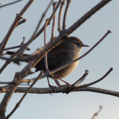 Cettia cetti