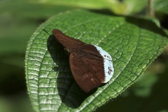 Tanaecia julii